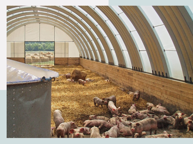 Строительство свинарников в Тихвине